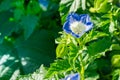 Morning glory, is a genus of the genus Convolvulus, an annual entangled herb.Closeup colorful blossom plant in the garden.