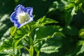 Morning glory, is a genus of the genus Convolvulus, an annual entangled herb.Closeup colorful blossom plant in the garden.