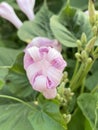 Morning glory has purple-pink flowers t Royalty Free Stock Photo