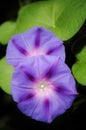 Morning glory/ ipomea purpurea. Royalty Free Stock Photo