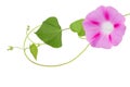 Morning glory ipomoea flower isolated white Royalty Free Stock Photo