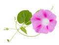 Morning Glory ipomoea flower isolated white Royalty Free Stock Photo