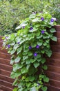 Morning Glory Ipomoea flowers Royalty Free Stock Photo