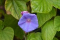 Morning glory or ipomoea indica purple flower with green leaves and water drops