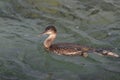 Cormorant (Phalacrocoracidae) aquatic birds