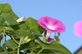 Morning Glory lifts it`s face to the sky
