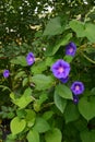 Morning glory with light purple flowers on cherry tree in summer garden Royalty Free Stock Photo