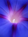 Morning Glory Macro