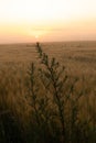 Morning Glory: Majestic Summer Fields Bathed in Sunrise Light Royalty Free Stock Photo