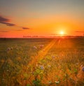 Morning Glory: Majestic Summer Fields Bathed in Sunrise Light Royalty Free Stock Photo