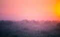 Morning Glory: Majestic Summer Fields Bathed in Sunrise Light Royalty Free Stock Photo