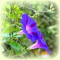 Morning Glory. Nice flowers in the garden in midsummer, in a sunny day. Green landscape