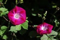 White-edged the morning glory; a trumpet flower