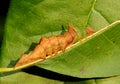 Morning Glory Prominent Caterpillar