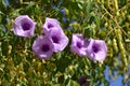 Morning glory purple flowers Royalty Free Stock Photo