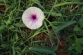 Morning glory purple flowers blooming on green grasses with water droplet. Royalty Free Stock Photo