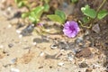 Morning glory purple flowers that grow along the beach. Royalty Free Stock Photo