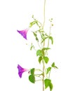 Morning glory purpurea flowers Royalty Free Stock Photo