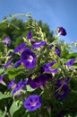 Morning glory's Royalty Free Stock Photo