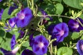 Morning glory's Royalty Free Stock Photo