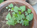 Morning Glory seeds sprouts