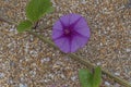 Morning Glory on the Shell Covered Beach Royalty Free Stock Photo