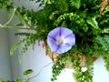 Morning Glory sprouting from household fern plant white background light violet Royalty Free Stock Photo