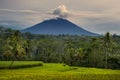 Morning Glory at Ubud Bali indonesia