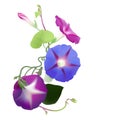 Morning Glory vine in bloom (Ipomoea purpurea)