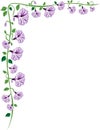 Morning Glory Vine Border, Purple