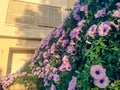 Morning Glory vine plant. Lilac blooming Ipomoea cairica decorative wall.Sunset light in Israel outdoor summer garden