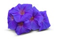 Morning glory on white background.Have clipping path