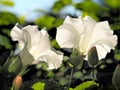 Morning Glory Royalty Free Stock Photo