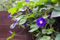 Morning Glory (Ipomoea) flowers Royalty Free Stock Photo