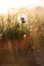 morning glow at springtime with a dandelion and dew drops in goldenhour