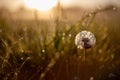 morning glow at springtime with a dandelion and dew drops in goldenhour