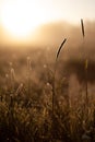morning glow at springtime with grass and dew drops glistening at goldenhour