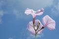 Morning glory purple flowers holding a bouquet in the sun. natural Royalty Free Stock Photo