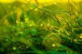 Morning grass after rain in the morning sun backlit Royalty Free Stock Photo