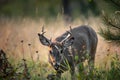 Morning grazing for this young Whitetail Buck Royalty Free Stock Photo