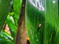 morning green leaves and small insects