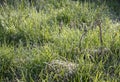 Morning green meadow in spring with green grass covered with dew drops, close-up Royalty Free Stock Photo