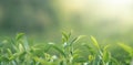 Morning green tea leaves taken under sunlight in tea garden Royalty Free Stock Photo