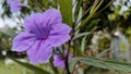 The morning is greeted by flowers that bloom radiantly Royalty Free Stock Photo