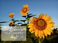 Morning greetings- Good morning. Have a beautiful day. With sunflowers blossom. Sunflower plants in the barden and blue sky Royalty Free Stock Photo