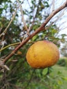 Morning halloween orange fruit natural