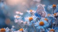 Morning Haze Delight: Close-Up of Wild Chamomile, Purple Wild Peas & Butterfly in Beautiful Landscape with Cool Blue Tones & Royalty Free Stock Photo