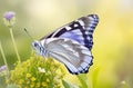 Morning Haze Magic: Butterfly Perched on Wild Flower.