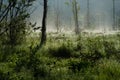 Morning Haze of Tashiro Wetland Royalty Free Stock Photo