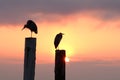 Morning Herons Sunrise
